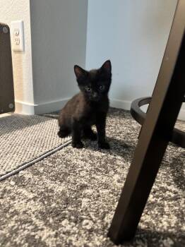 Domestic Short Hair Cats Available for Adoption - Comet | PetCurious