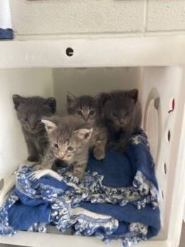 Neptune -  Domestic Medium Hair and Domestic Short Hair Cat for Adoption in Port Allen, Louisiana - Neptune | PetCurious