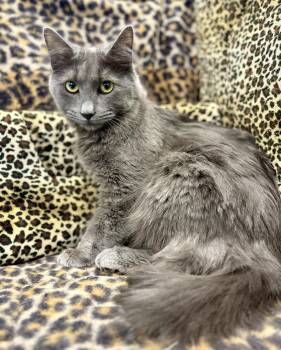 Domestic Long Hair Cats Available for Adoption in Monroe Township, New Jersey - Sterling | PetCurious