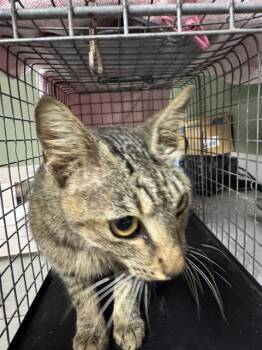 AMELIA -  Domestic Short Hair Cat for Adoption in Jacksonville, Florida - AMELIA | PetCurious