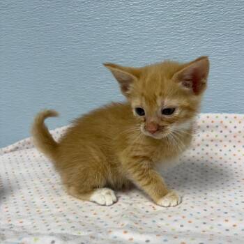 Ginny -  Domestic Medium Hair Cat for Adoption in Crookston, Minnesota - Ginny | PetCurious