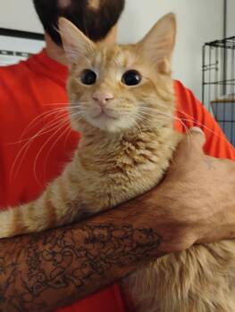 Newman ( Kat) -  Tabby and Domestic Medium Hair Cat for Adoption in Vallejo, California - Newman ( Kat) | PetCurious