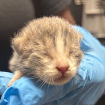 Domestic Short Hair Cats Available for Adoption in Yuma, Arizona - Chucky | PetCurious