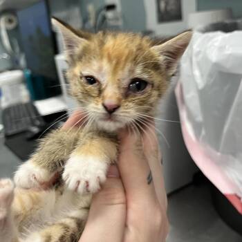 Corn on the Cobb -  Domestic Short Hair Cat for Adoption in Greensboro, North Carolina - Corn On The Cobb | PetCurious