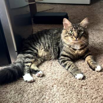 Rescue Domestic Long Hair Cats for Adoption in Harrisonburg, Virginia - Simba | PetCurious