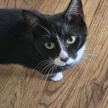Milly -  Tuxedo and Domestic Short Hair Cat for Adoption in Columbia, South Carolina - Milly | PetCurious