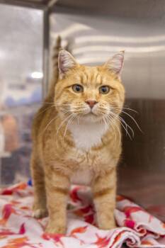 Rescue Tabby Cats for Adoption in Millville, Utah - Citrus | PetCurious