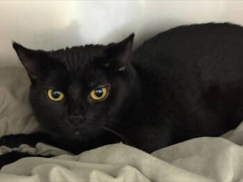 Rescue Domestic Short Hair Cats for Adoption in Morristown, New Jersey - Salem | PetCurious