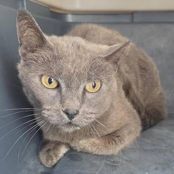 Domestic Short Hair Cats Available for Adoption - Carl | PetCurious