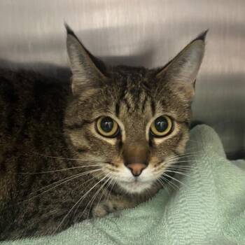 Mazda -  Domestic Short Hair Cat for Adoption in Silverdale, Washington - Mazda | PetCurious