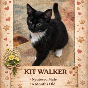 Domestic Medium Hair Cats Available for Adoption - 1389 Kit Walker | PetCurious