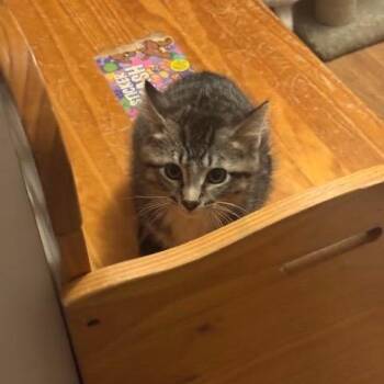 Domestic Short Hair Cats Available for Adoption - Jay C11007 | PetCurious
