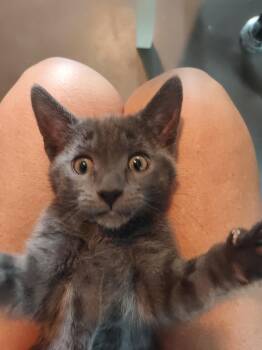 Rosita and Remy -  Russian Blue Cat for Adoption in Charlotte, North Carolina - Rosita And Remy | PetCurious
