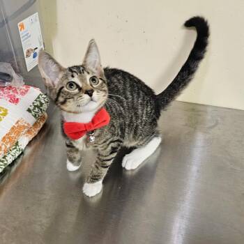 Nat King Cole -  Domestic Short Hair Cat for Adoption in Walden, New York - Nat King Cole | PetCurious