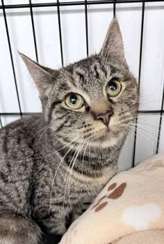 American Shorthair Cats Available for Adoption in Philadelphia, Pennsylvania - Miralae | PetCurious