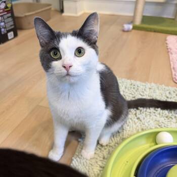 Relish -  Domestic Short Hair Cat for Adoption in Woodbury, New Jersey - Relish | PetCurious