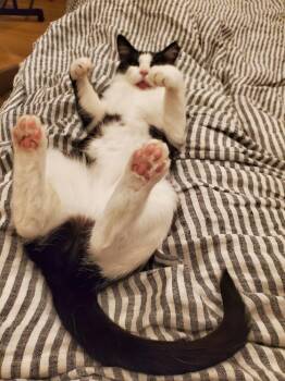 Domestic Short Hair Cats Available for Adoption in Greensboro, North Carolina - Molly | PetCurious