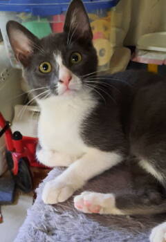 Rescue Domestic Short Hair Cats for Adoption in Seal Beach, California - Kitten Iris | PetCurious
