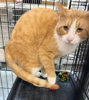 Domestic Short Hair Cats Available for Adoption in Scranton, Pennsylvania - Larry | PetCurious