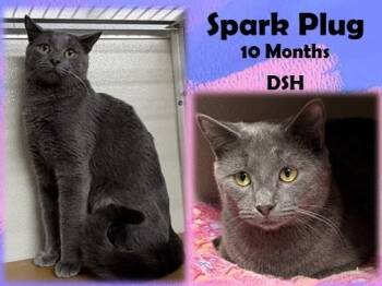 Spark Plug -  Domestic Short Hair Cat for Adoption in Franklin, Indiana - Spark Plug | PetCurious