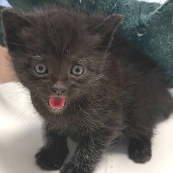 Zippity (26-1Y-1) -  Domestic Short Hair Cat for Adoption in Rifle, Colorado - Zippity (26-1Y-1) | PetCurious