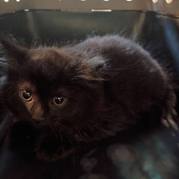 Miggy -  Domestic Medium Hair Cat for Adoption in Lynchburg, Virginia - Miggy | PetCurious