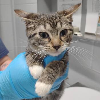 Domestic Short Hair Cats Available for Adoption - Lisa | PetCurious