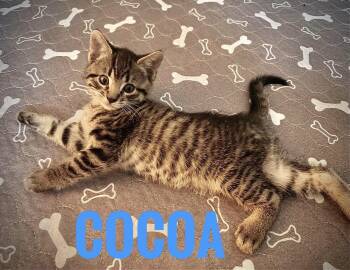 Domestic Short Hair Cats Available for Adoption - Cocoa Reilly | PetCurious