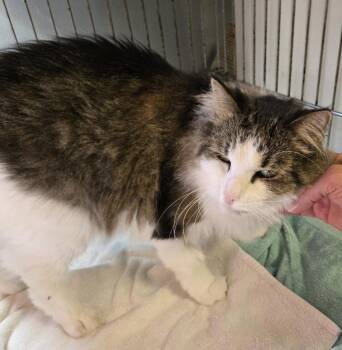 Niko -  Domestic Long Hair Cat for Adoption in Windsor, Connecticut - Niko | PetCurious