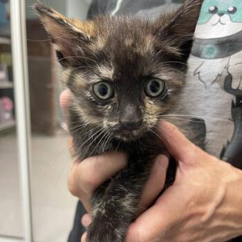 Sequoia -  Domestic Short Hair Cat for Adoption in Lenexa, Kansas - Sequoia | PetCurious