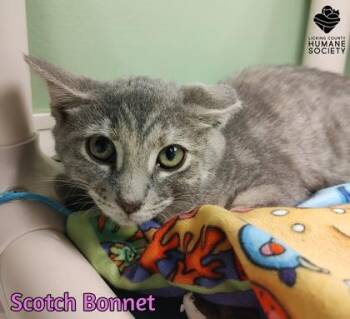 Scotch Bonnet -  Domestic Short Hair Cat for Adoption in Heath, Ohio - Scotch Bonnet | PetCurious