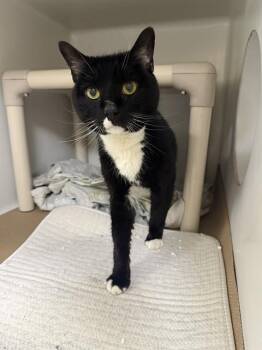Domestic Short Hair Cats Available for Adoption in Boston, Massachusetts - OWEN | PetCurious