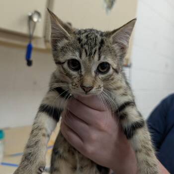 Emma -  Domestic Short Hair Cat for Adoption in Ardmore, Oklahoma - Emma | PetCurious