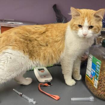 Matzo Ball -  Domestic Medium Hair Cat for Adoption in Cedar Rapids, Iowa - Matzo Ball | PetCurious