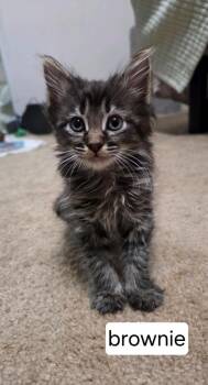 Brownie -  Domestic Medium Hair Cat for Adoption in Johnson City, Tennessee - Brownie | PetCurious