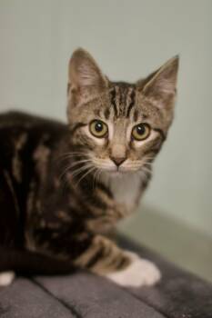 Sylvester -  Domestic Short Hair Cat for Adoption in Umatilla, Florida - Sylvester | PetCurious