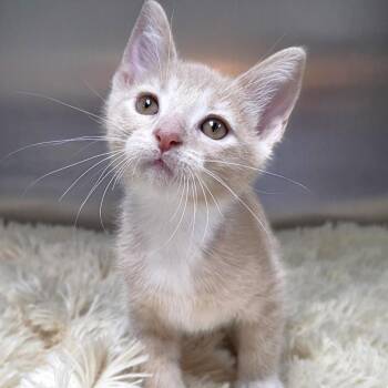 Onion -  Domestic Short Hair Cat for Adoption in Michigan City, Indiana - Onion | PetCurious