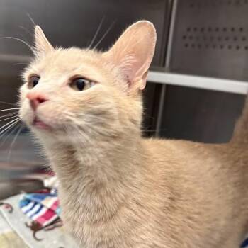 Gus -  Domestic Short Hair Cat for Adoption in Pittsburgh, Pennsylvania - Gus | PetCurious