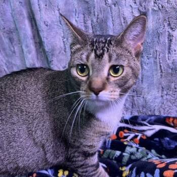 Maggie -  Domestic Short Hair Cat for Adoption in Chaska, Minnesota - Maggie | PetCurious
