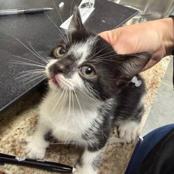 Kristoff -  Domestic Short Hair Cat for Adoption in Webster, Texas - Kristoff | PetCurious