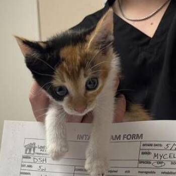 Mycelia -  Domestic Short Hair Cat for Adoption in Tempe, Arizona - Mycelia | PetCurious