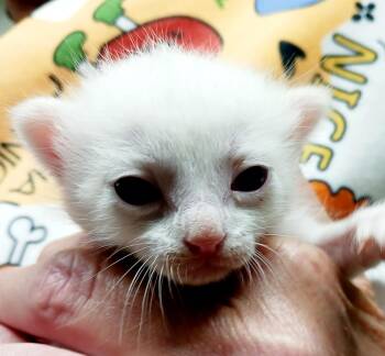 Cadbury -  Siamese Cat Available for Adoption in Bulverde, Texas - Cadbury | PetCurious