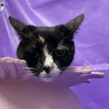 Domestic Short Hair Cats Available for Adoption - Abby 2 | PetCurious