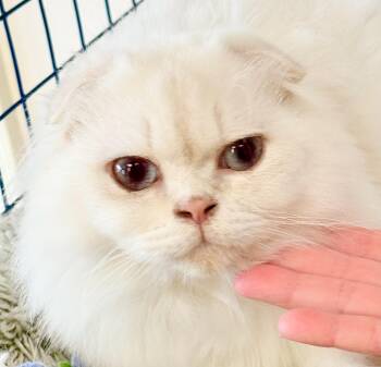Baby Leo -  Scottish Fold Cat for Adoption in Davis, California - Baby Leo | PetCurious