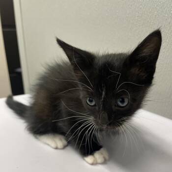Domestic Short Hair Cats Available for Adoption in Tampa, Florida - Ninja | PetCurious