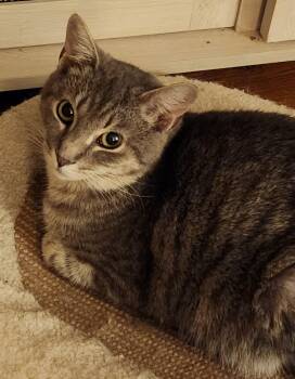 Domestic Short Hair Cats Available for Adoption - Dollar | PetCurious