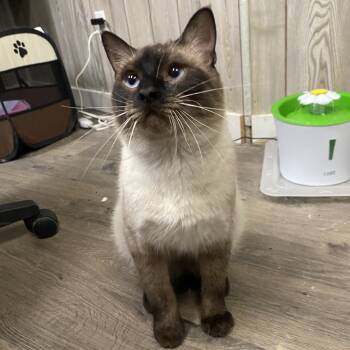 Rescue Siamese Cats for Adoption in Spokane, Washington - Storm | PetCurious