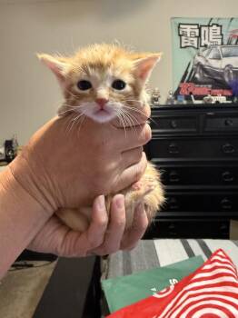 Domestic Short Hair Cats Available for Adoption in St. Augustine, Florida - Archie | PetCurious