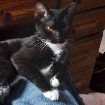 Sox — A Tuxedo Girl with Fabulous Footwear - Courtesy Listing -  Tuxedo Cat for Adoption in Prescott, Arizona - Sox — A Tuxedo Girl With Fabulous Footwear - Courtesy Listing | PetCurious