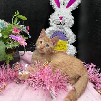 Tabby and Domestic Short Hair Cats Available for Adoption - Edwardo | PetCurious